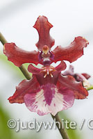 Oncidium Sharry Baby 'Sweet Fragrance' - The Chocolate Orchid